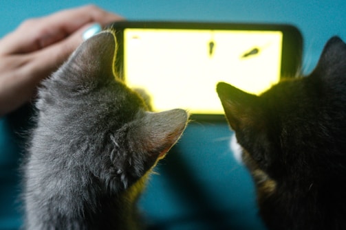 Two cats are facing a smartphone with a bright screen, seemingly captivated by what is displayed. A human hand is holding the device, suggesting interaction or facilitation. The scene conveys a sense of curiosity and technology interaction involving pets.