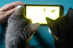 Two cats are facing a smartphone with a bright screen, seemingly captivated by what is displayed. A human hand is holding the device, suggesting interaction or facilitation. The scene conveys a sense of curiosity and technology interaction involving pets.