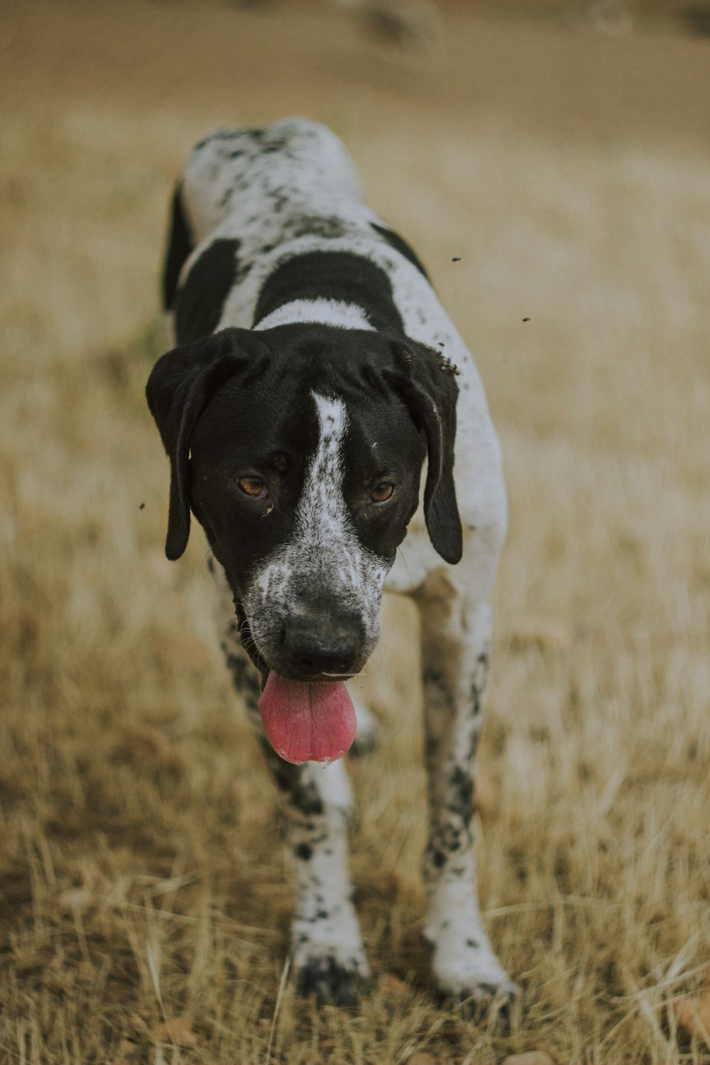 black and white short coated dog on brown grass field during daytime