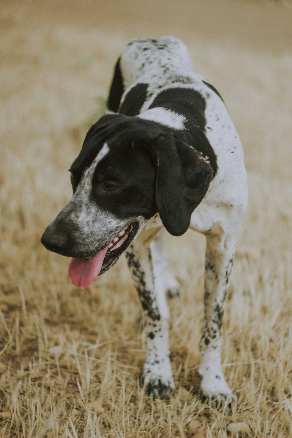 black and white short coated dog on brown grass field during daytime