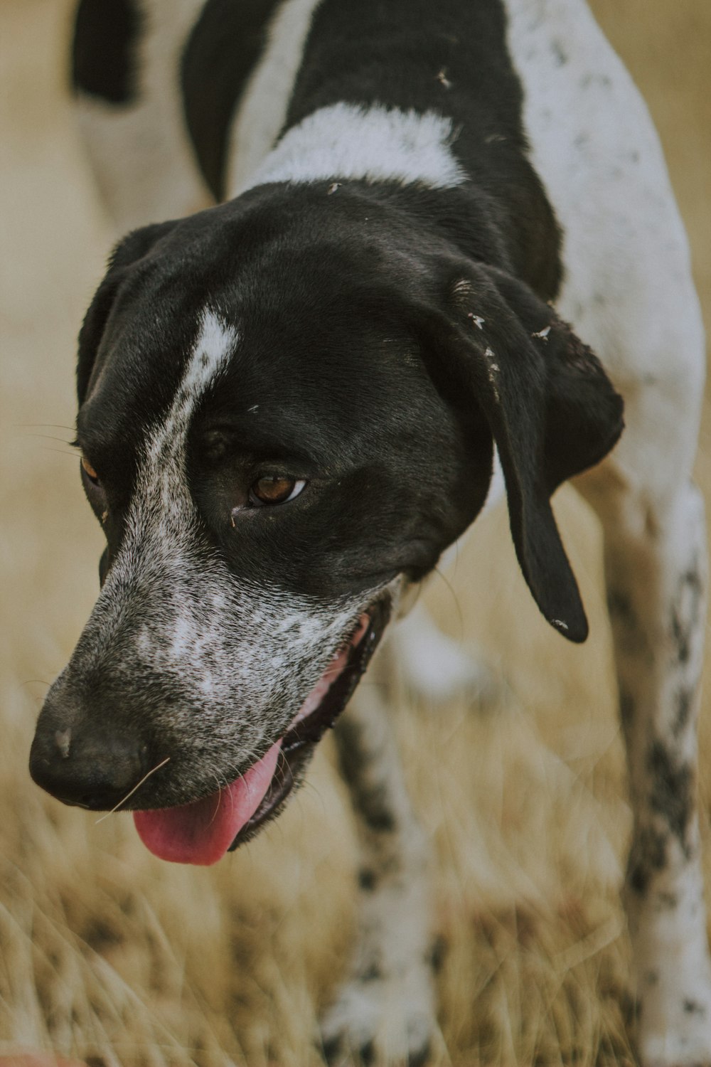 black and white short coated dog