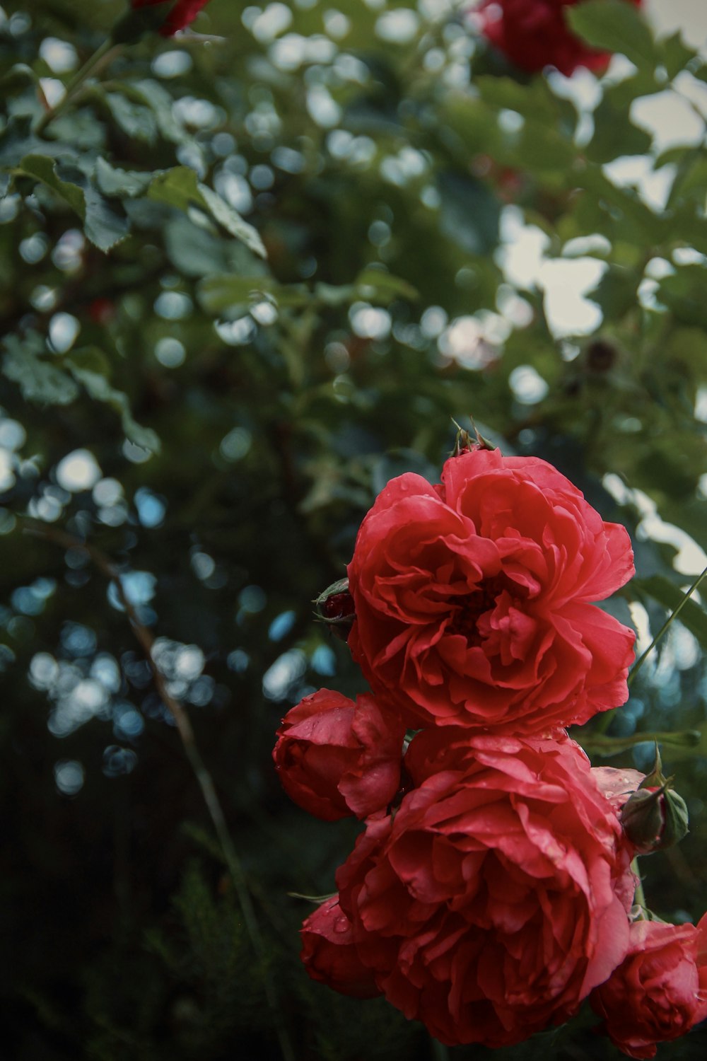 red rose in bloom during daytime