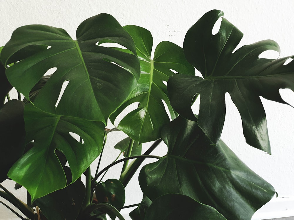 a large green plant in a white pot