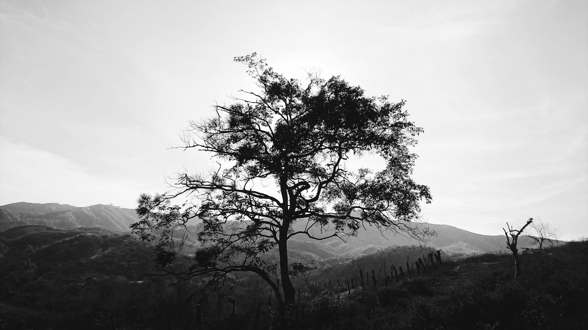 grayscale photo of tree on hill