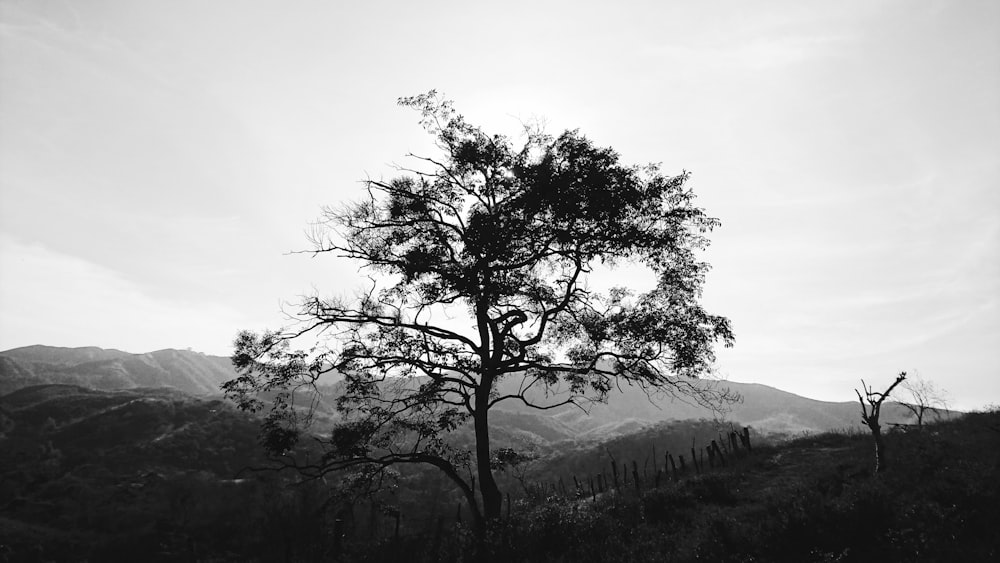 grayscale photo of tree on hill