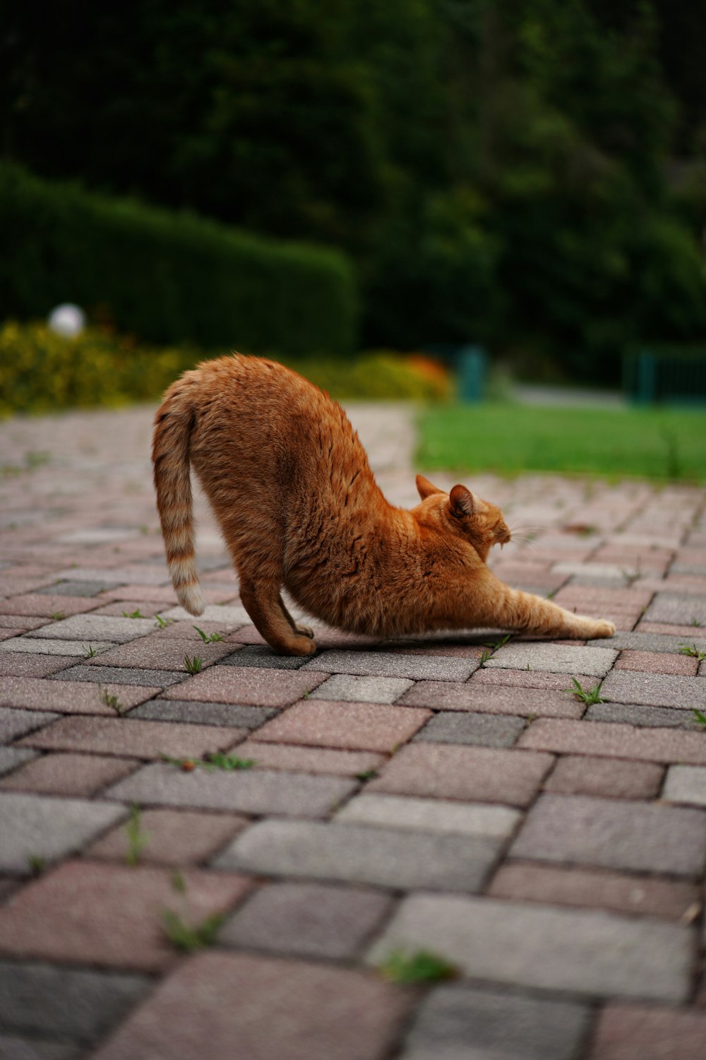 낮에는 갈색 벽돌 바닥에 누워 있는 주황색 얼룩무늬 고양이