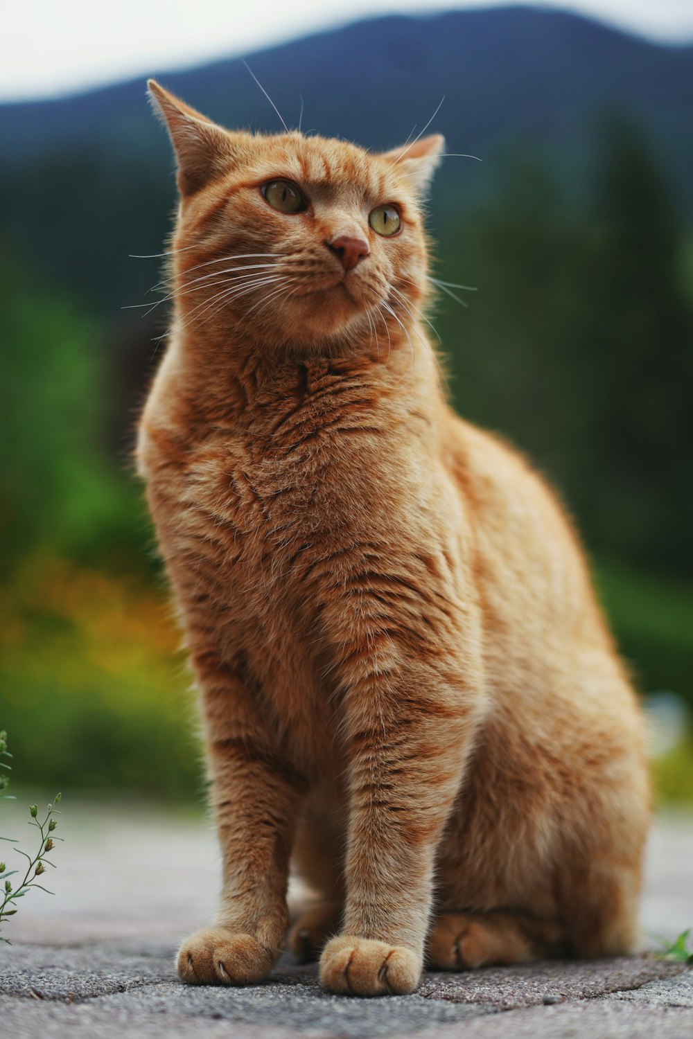 日中の緑の芝生の上のオレンジ色のぶち猫