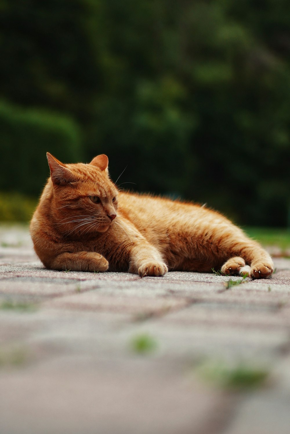 orange tabby cat lying on the ground