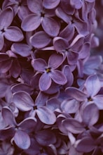 purple flowers in tilt shift lens