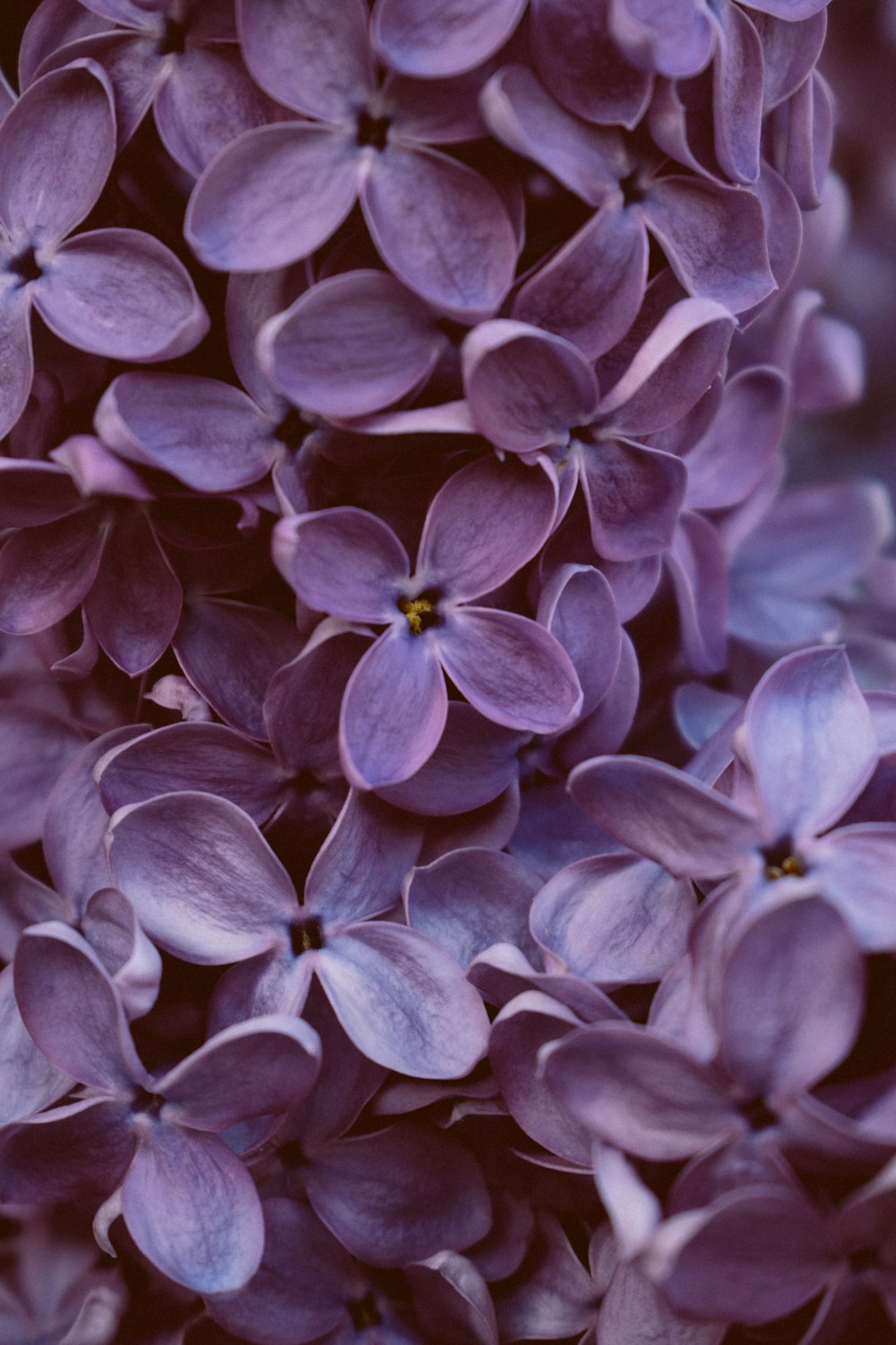 purple flowers in tilt shift lens