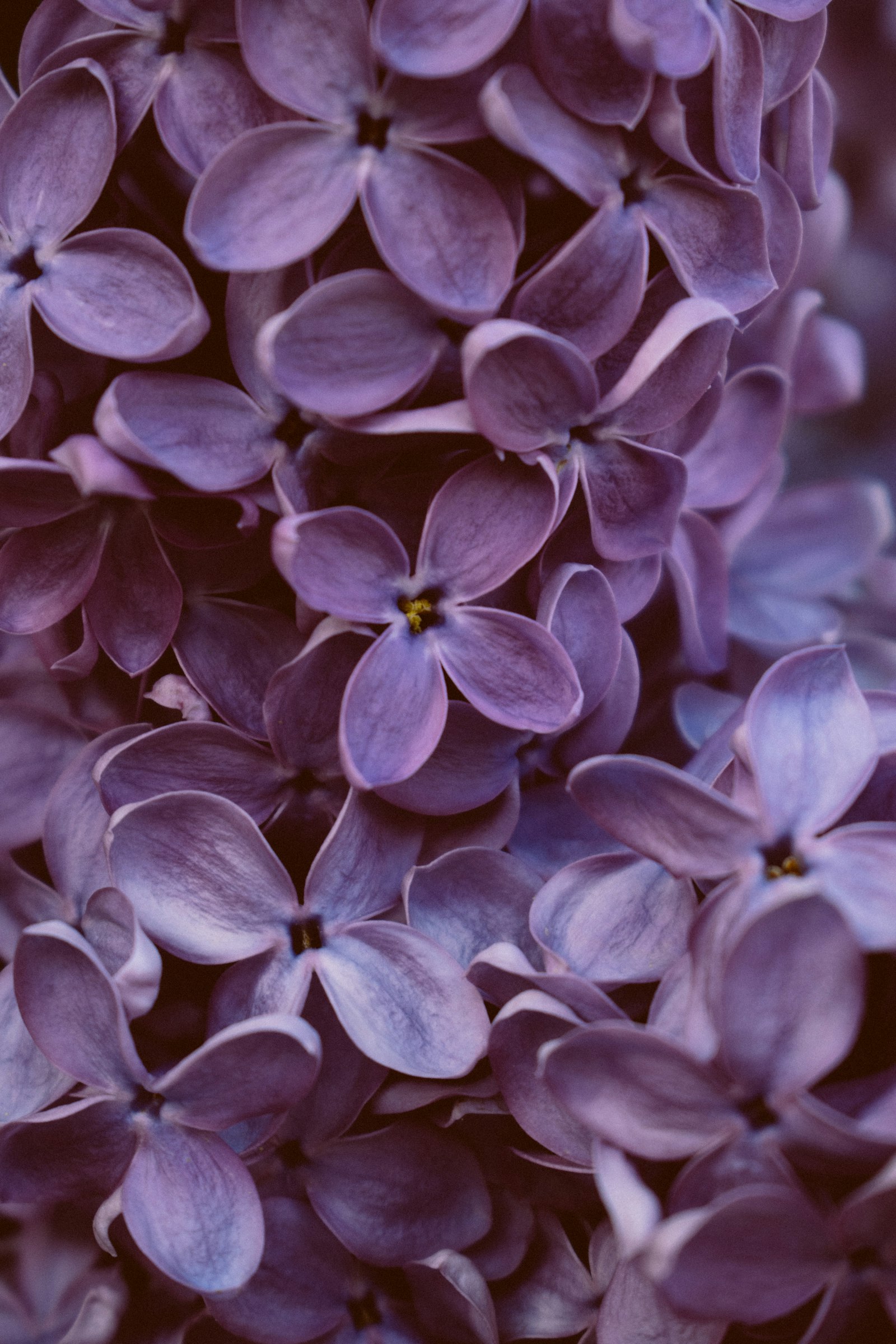 Nikon D3500 sample photo. Purple flowers in tilt photography