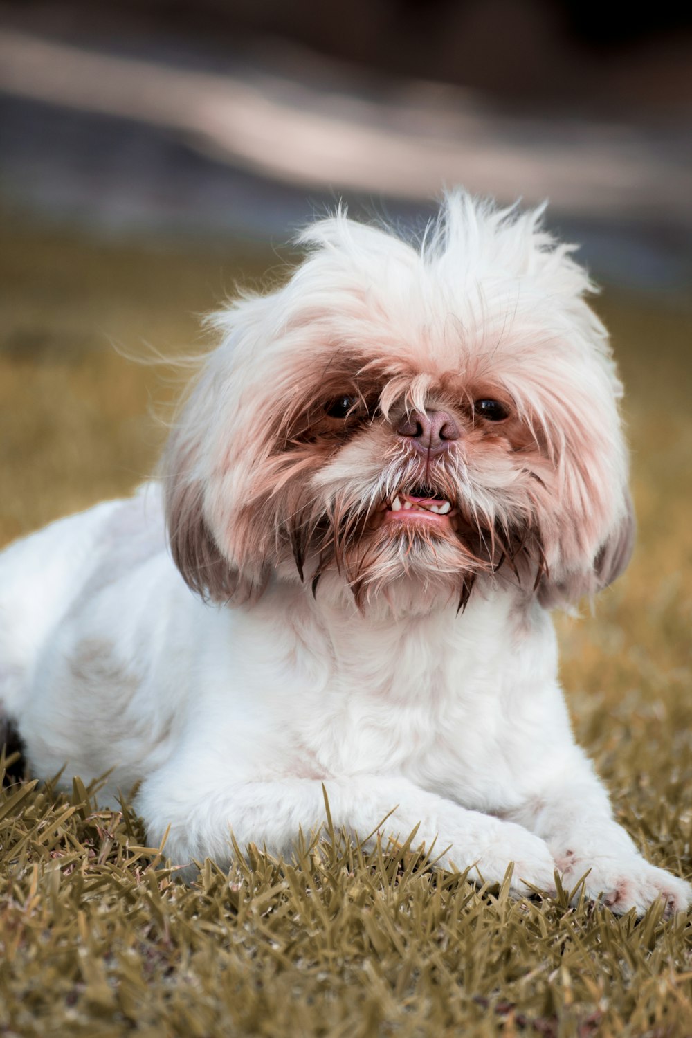 white and brown shih tzu puppy on brown and green grass field during daytime