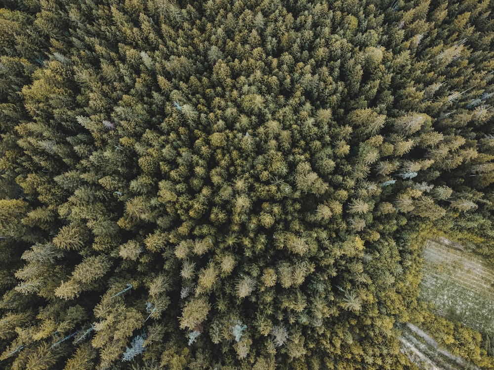 veduta aerea di alberi verdi