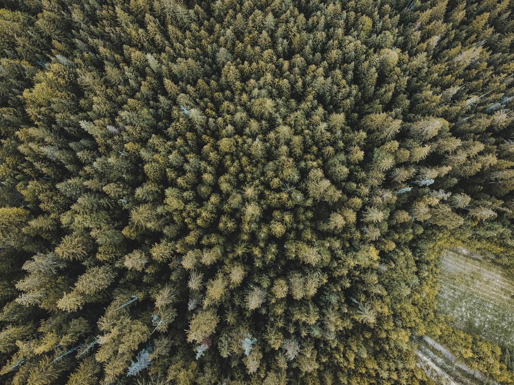 aerial view of green trees