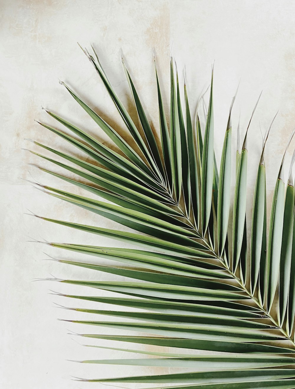 green leaf plant on white wall