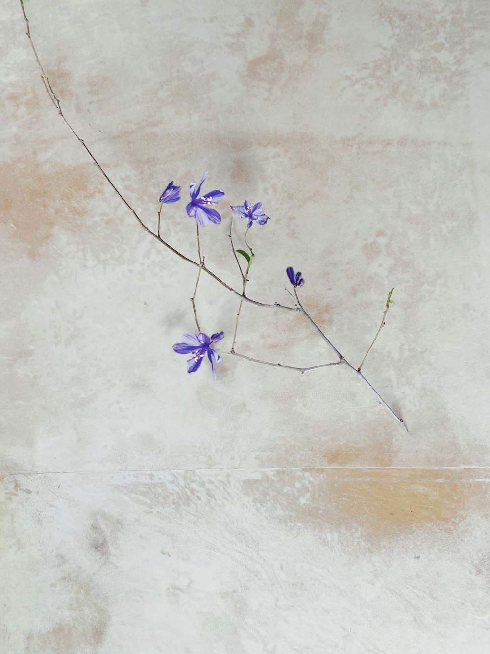 purple and yellow flower on brown wooden table