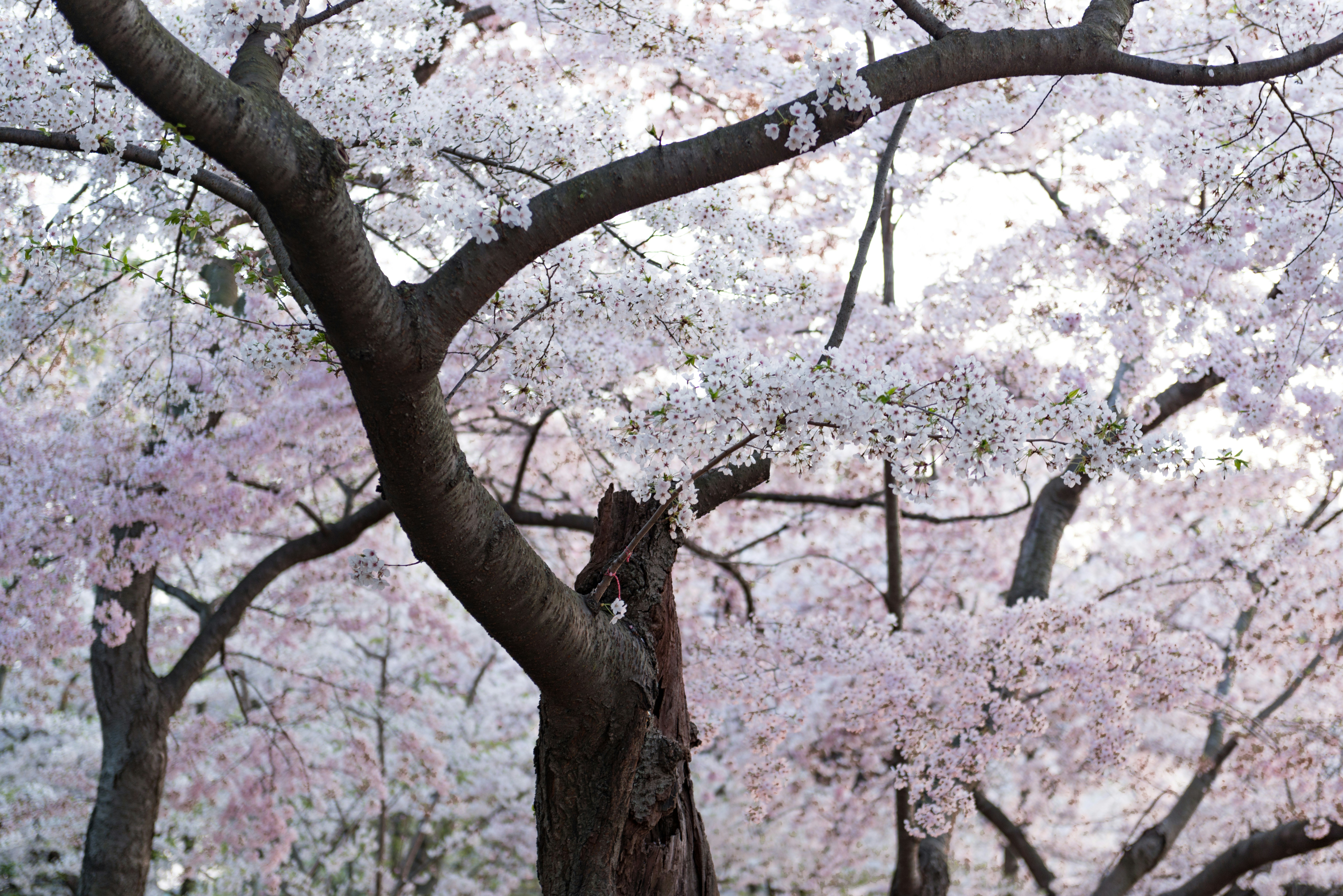 Photo by sriniunsplash