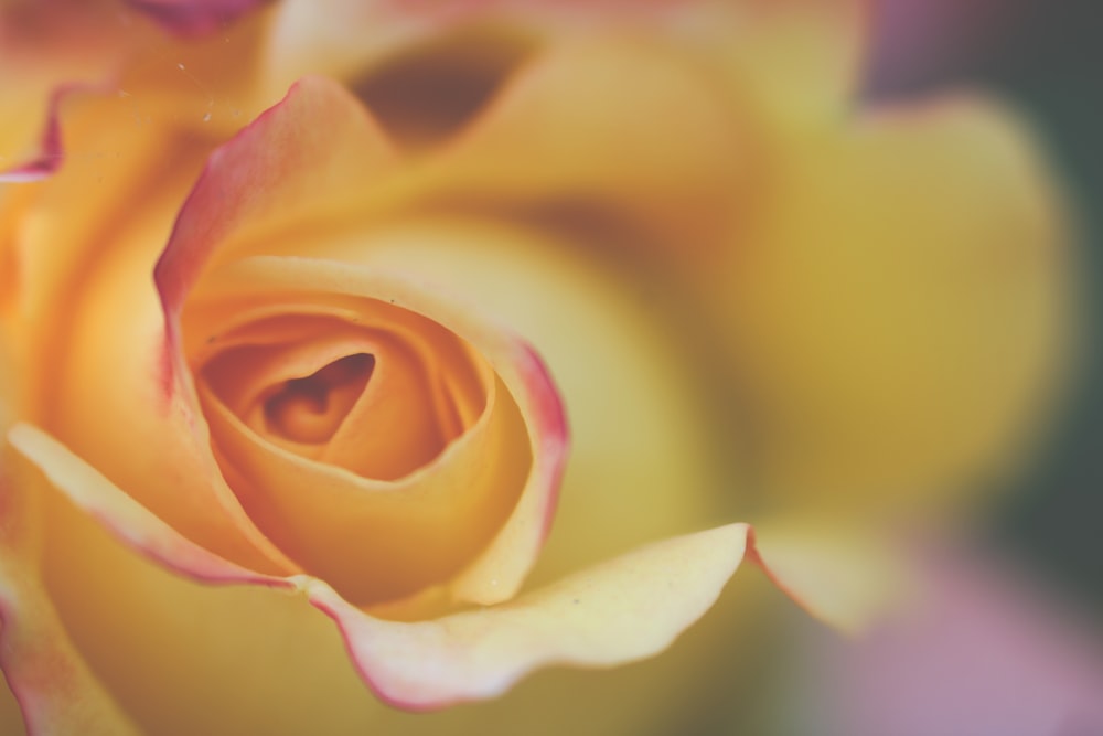 yellow and pink rose in bloom close up photo