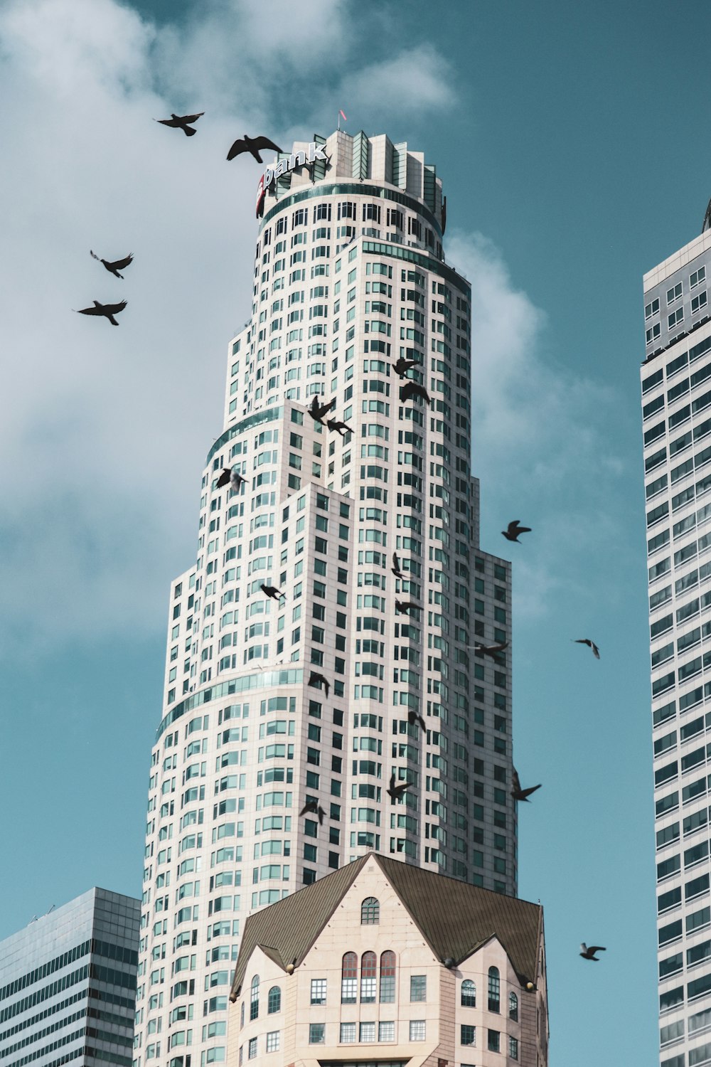 Fotografía de ángulo bajo de tres pájaros volando sobre un edificio de gran altura durante el día