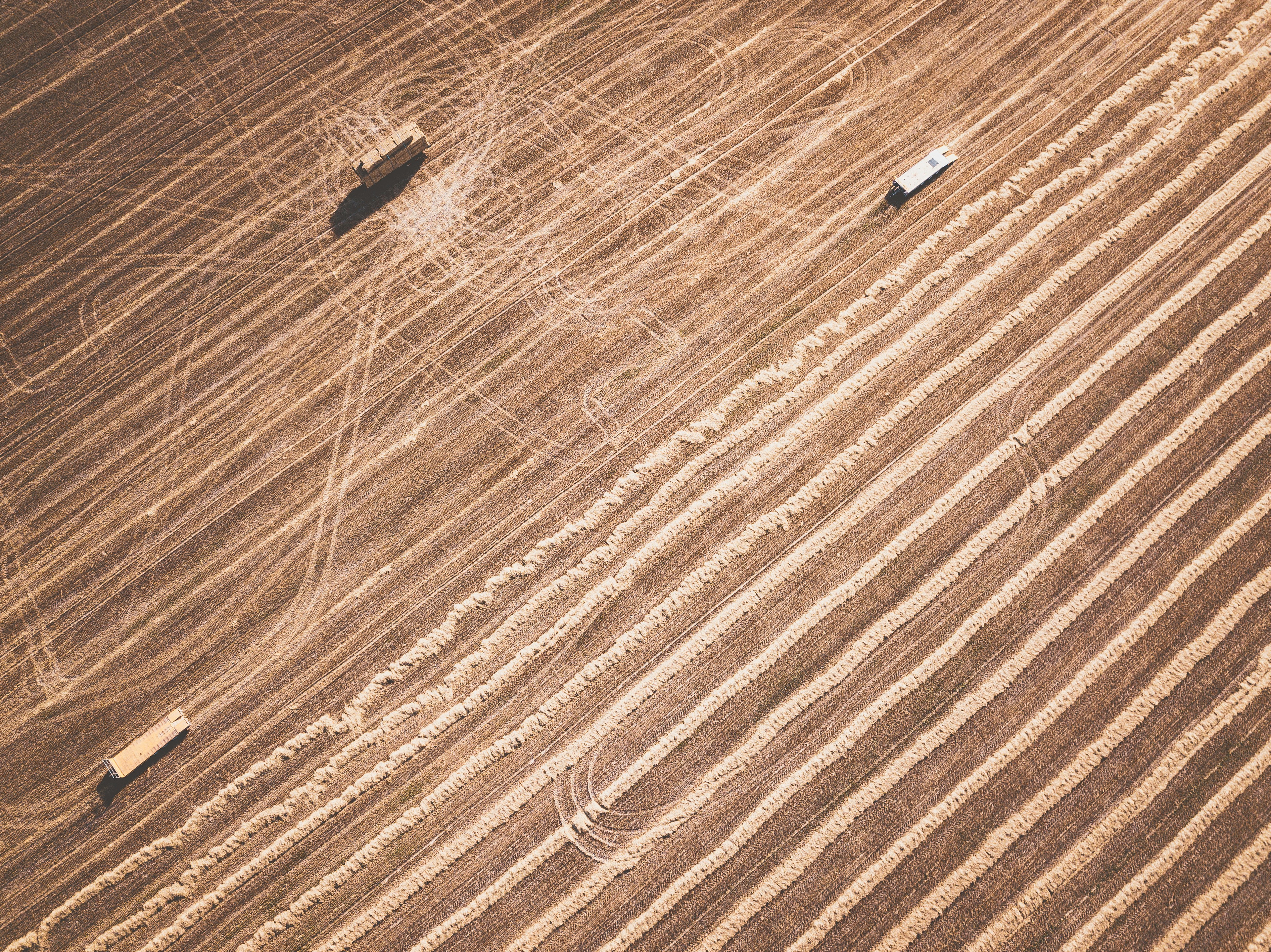 black insect on brown wooden surface