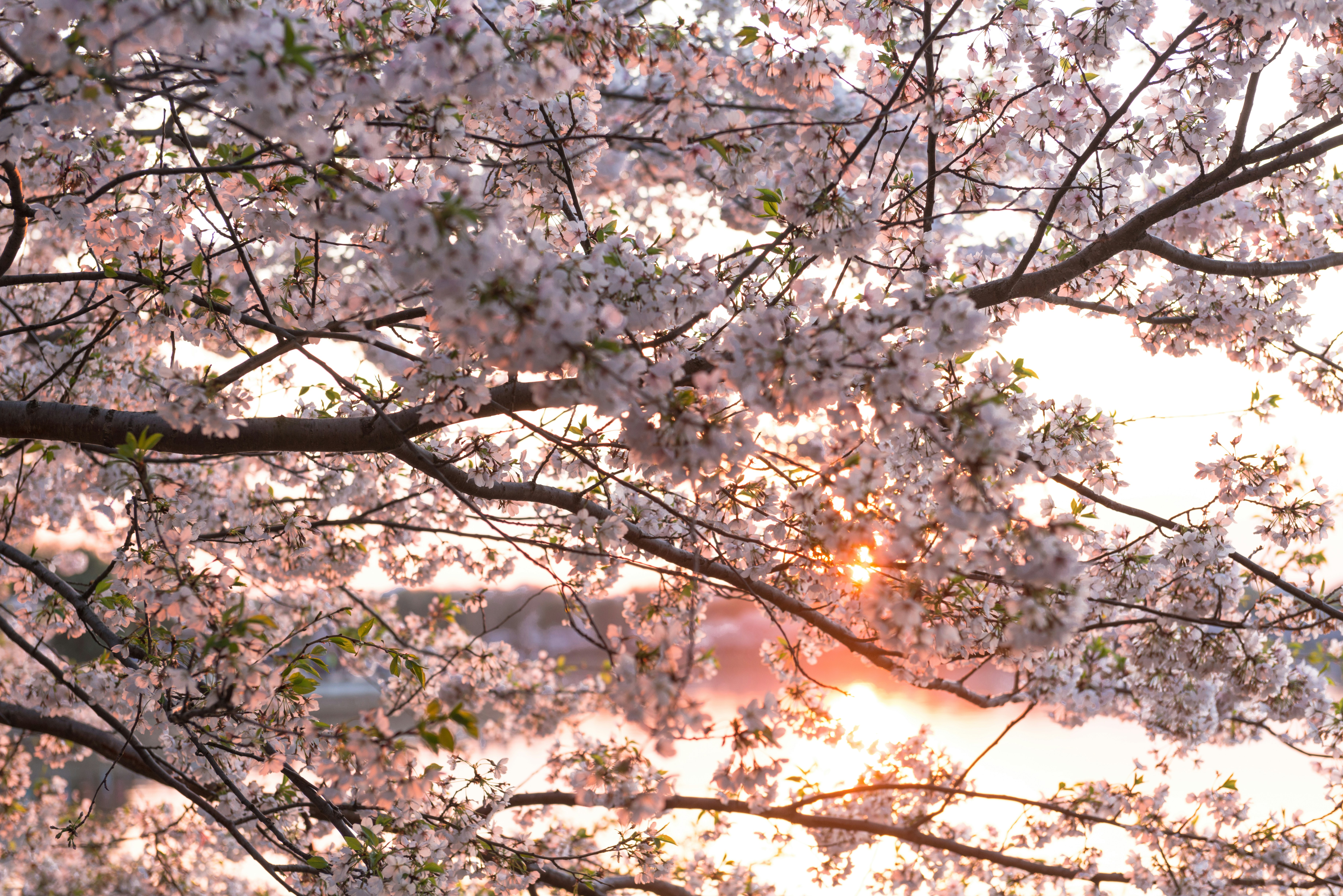 Photo by sriniunsplash