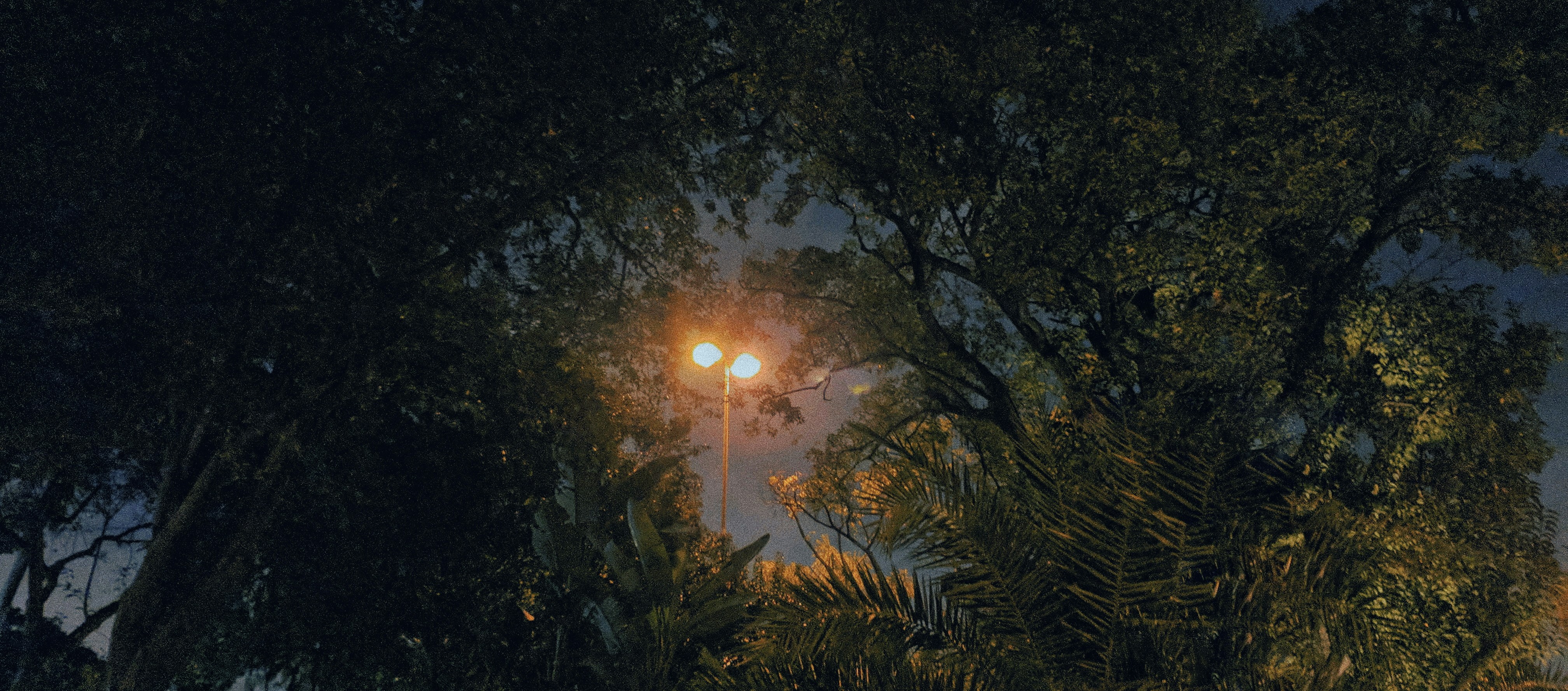 sun behind green trees during daytime