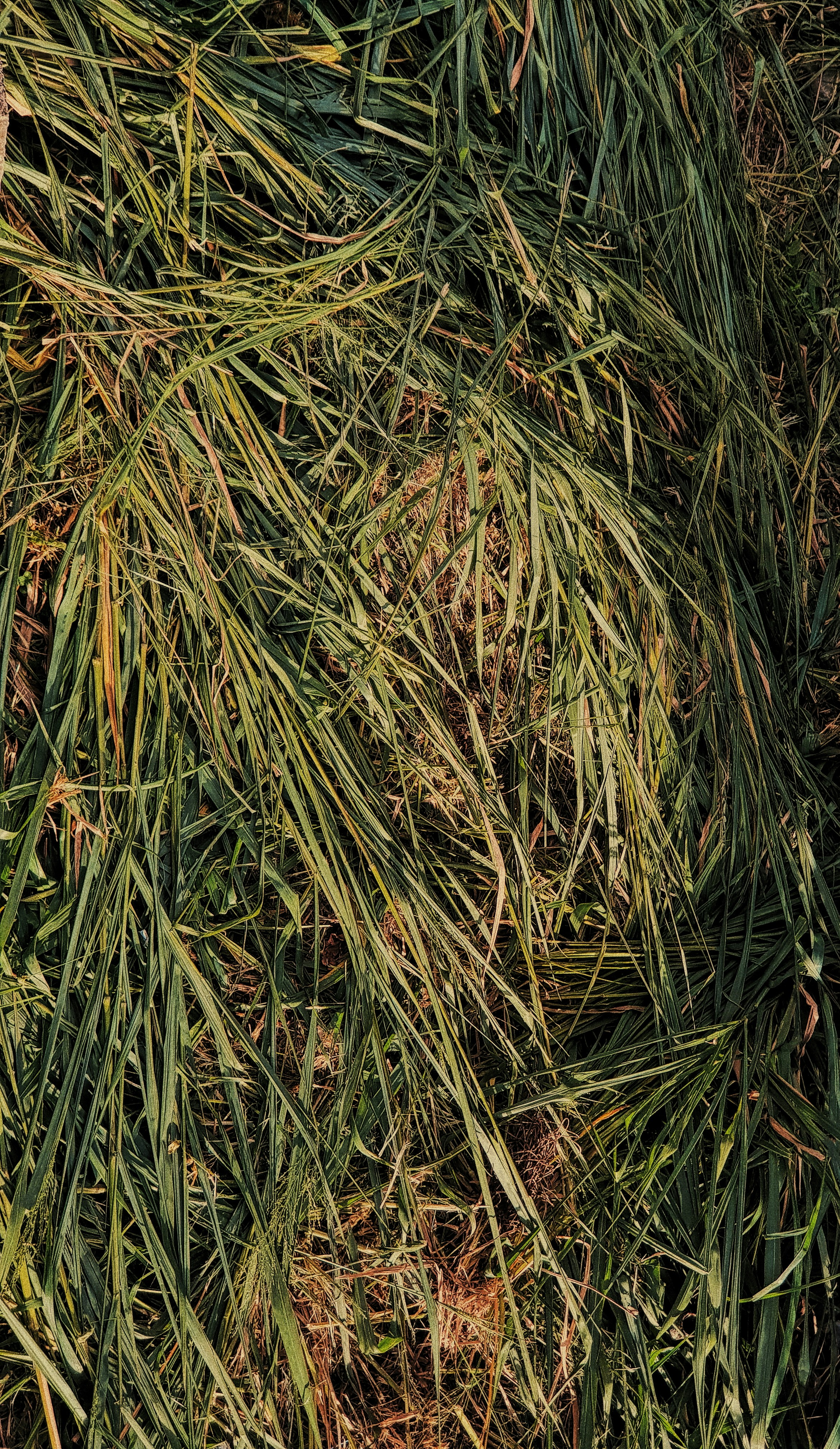 green and brown grass during daytime