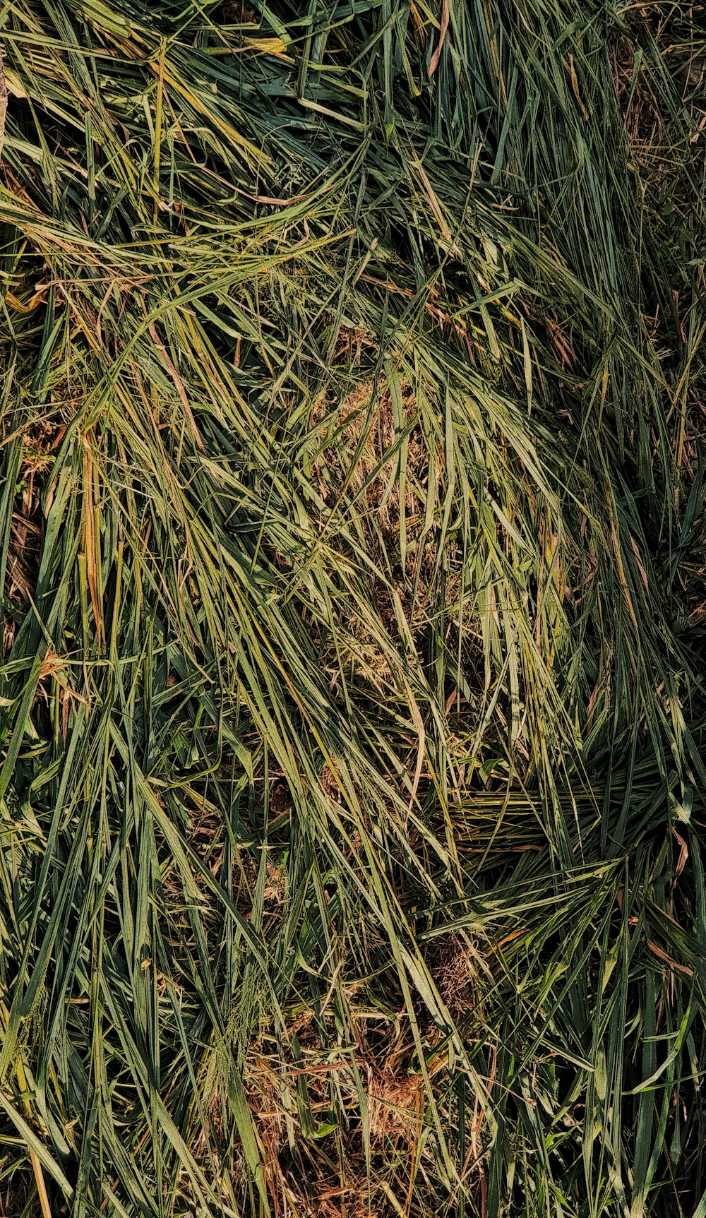 green and brown grass during daytime