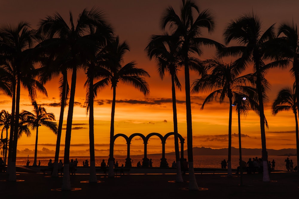 silhouette of palm trees near body of water during sunset