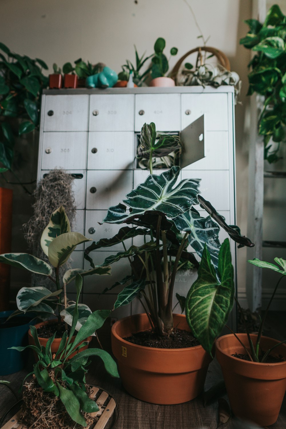 Planta verde en maceta de barro marrón