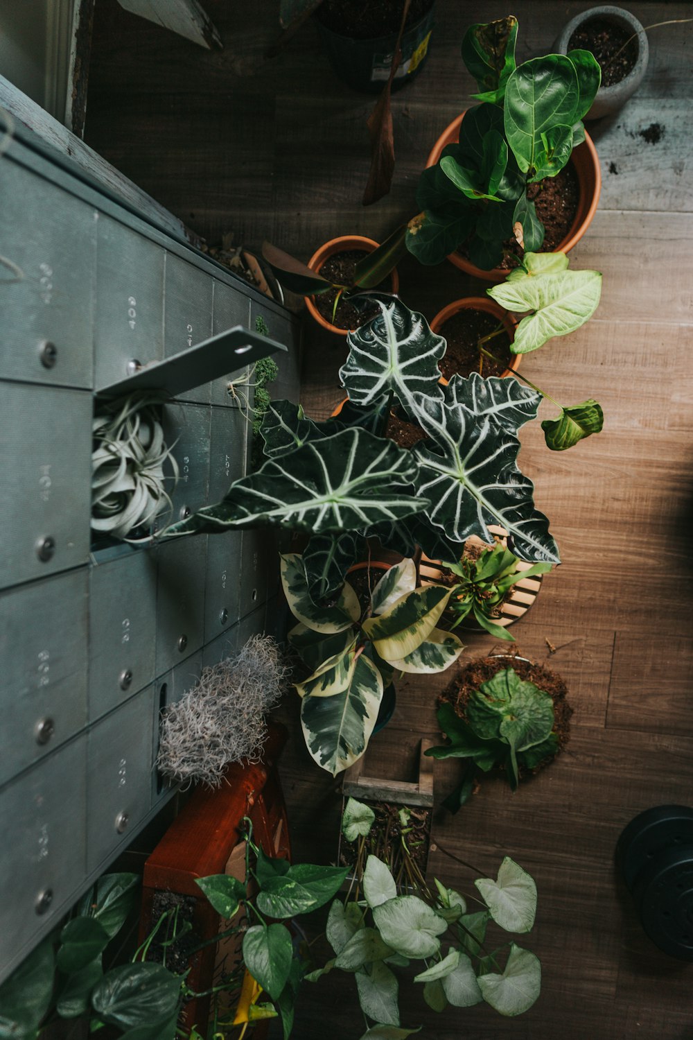 Planta verde sobre mesa de madera negra