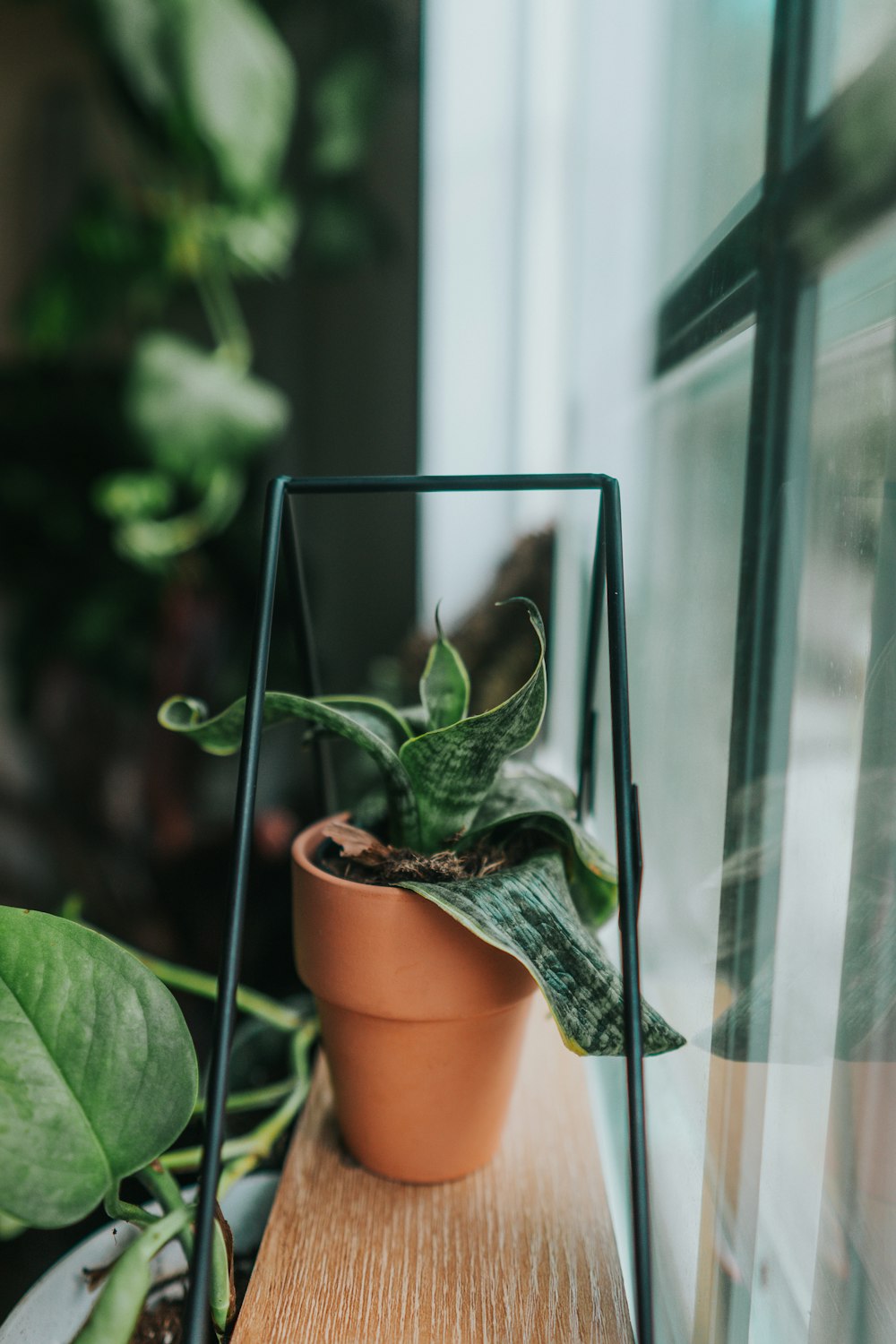 green plant on brown clay pot