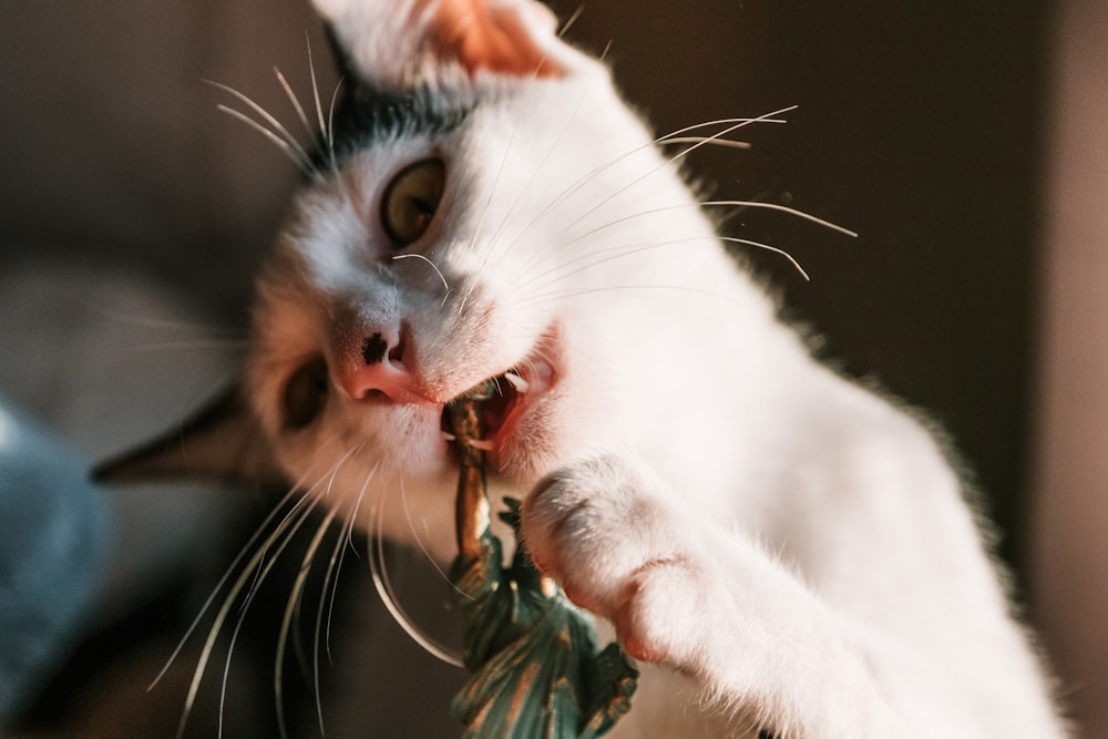 white and brown cat biting green and brown plant