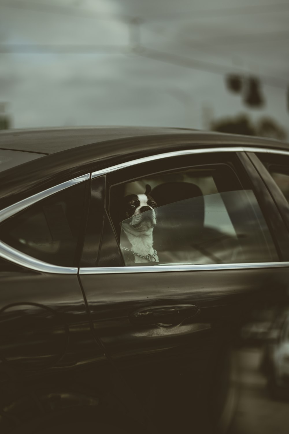 cane a pelo corto bianco e nero sull'auto