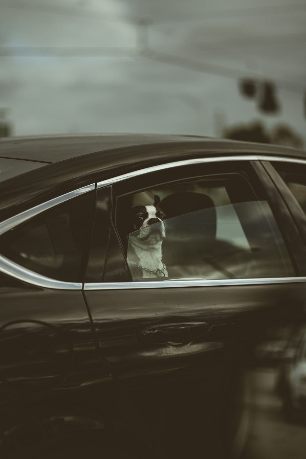 white and black short coated dog on car