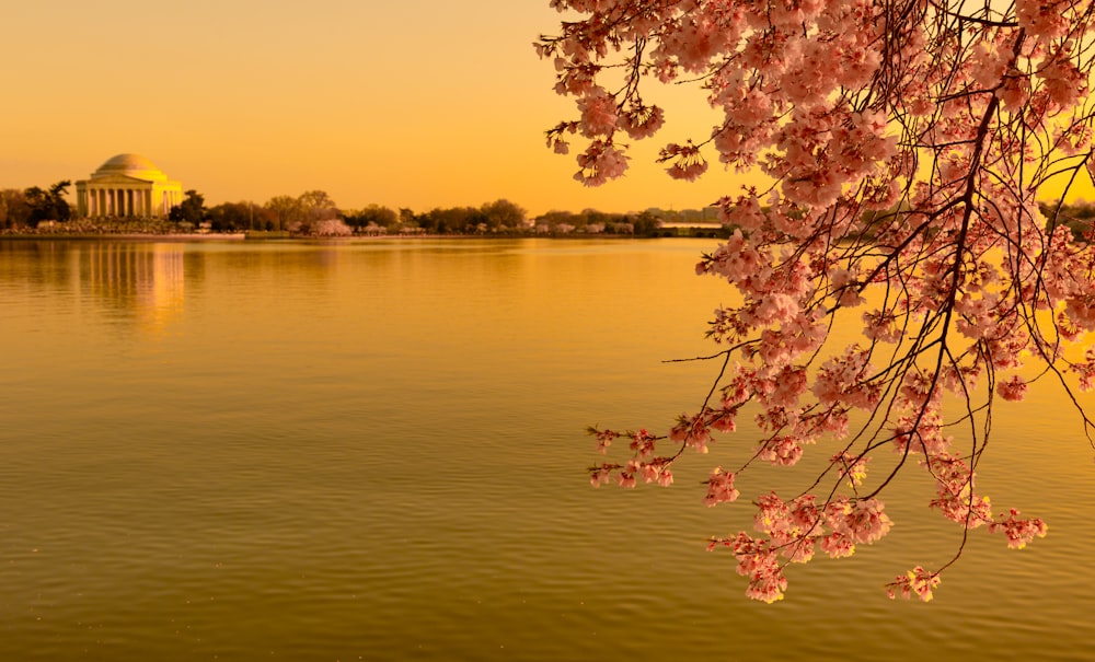 yellow and brown leaves on tree branch near body of water during daytime