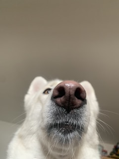 A close-up of a dog’s wet nose after a refreshing cleandown post-walk.