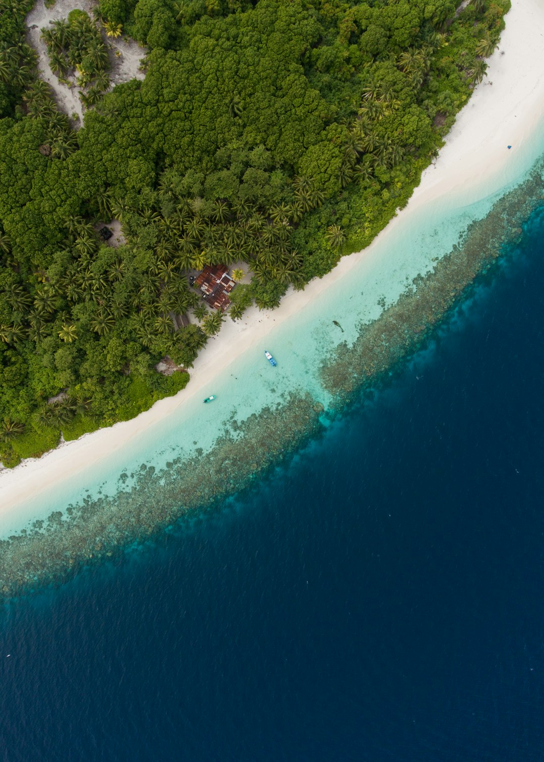 aerial view of green trees beside body of water during daytime