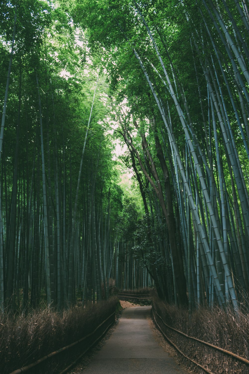 green trees on brown soil during daytime