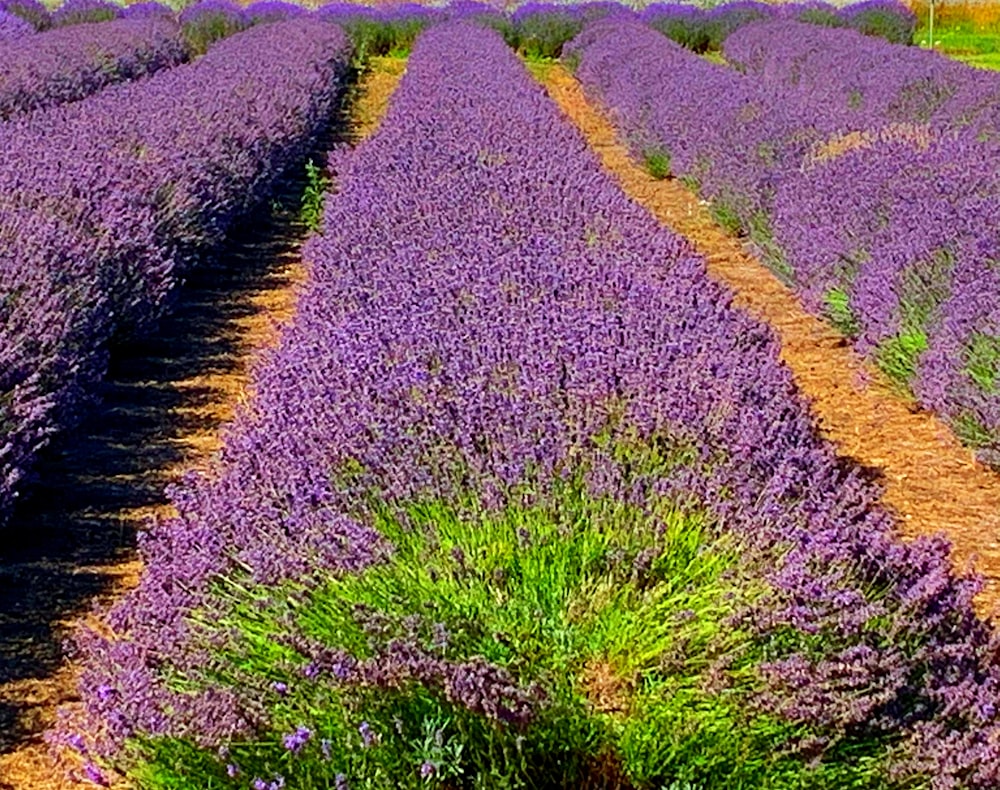 purple flower field during daytime