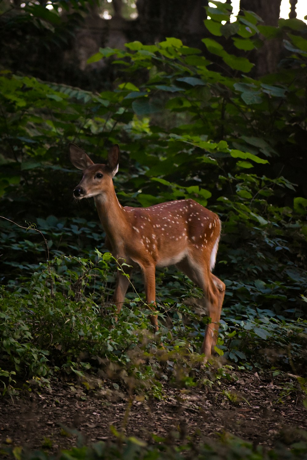 cerf brun debout sur l’herbe verte pendant la journée