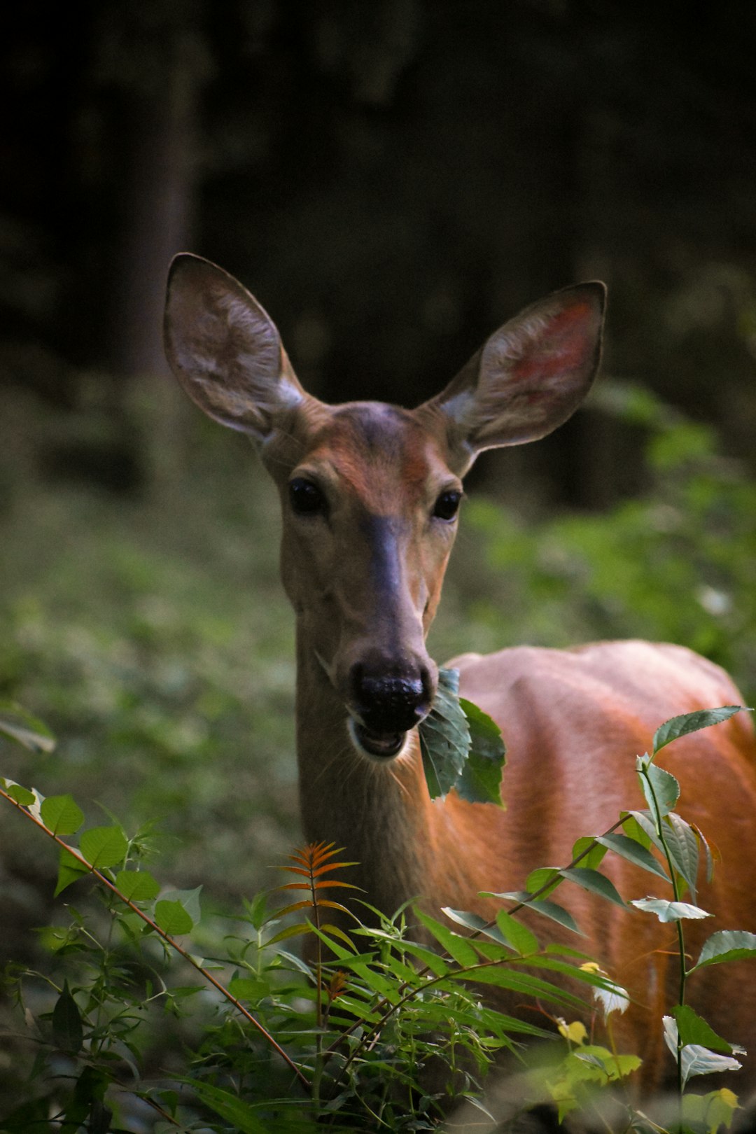 brown deer in tilt shift lens