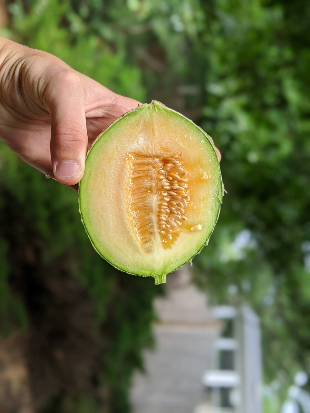 person holding green sliced fruit