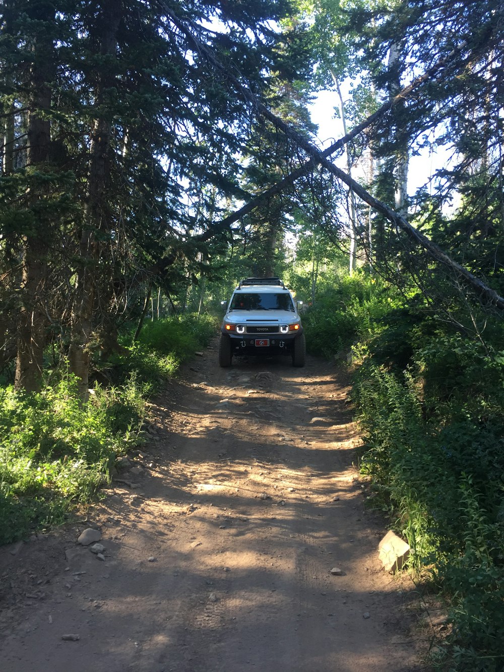 black suv on dirt road between trees during daytime