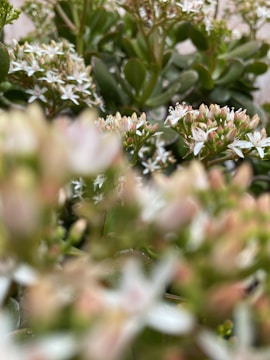 A close-up of native flowers blooming in a lush green forest in southern Chile.