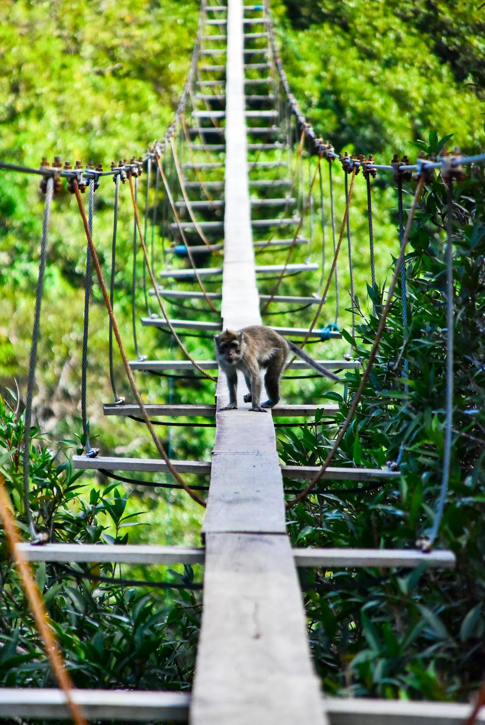 brown tabby cat on brown wooden bridge during daytime