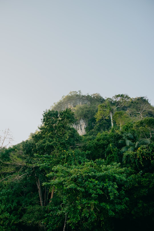 green trees under white sky during daytime in Sipalay Philippines