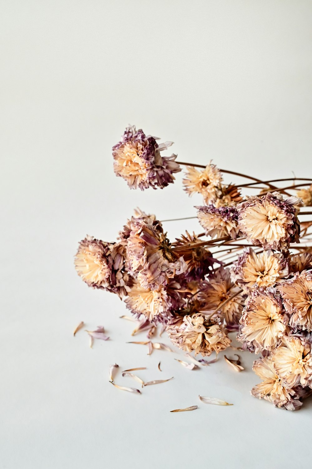 white and brown flower on white surface