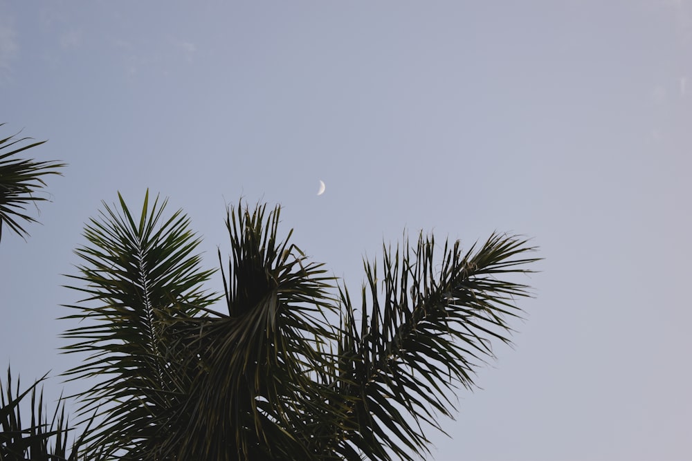 green palm tree under blue sky during daytime