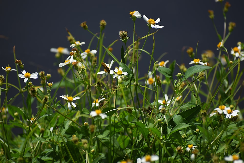 white and yellow flowers in bloom during daytime